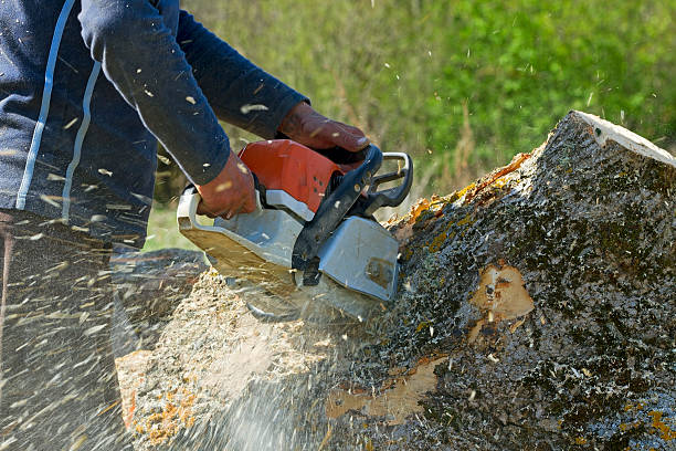 Best Tree Maintenance Programs  in Hooks, TX