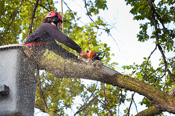 Best Tree Cabling and Bracing  in Hooks, TX